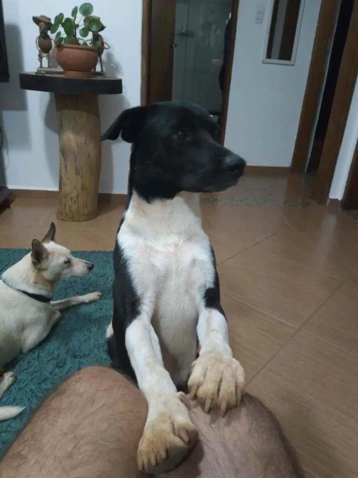 Cachorro ra a  idade 7 a 11 meses nome Óreo