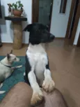 Óreo