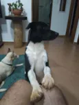 Óreo