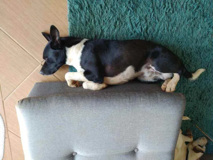 Cachorro ra a  idade 7 a 11 meses nome Óreo