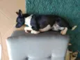 Óreo