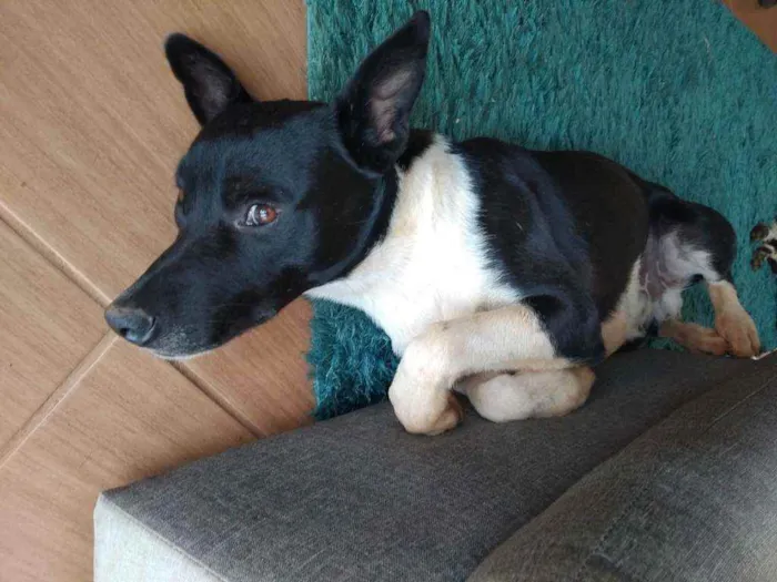 Cachorro ra a  idade 7 a 11 meses nome Óreo
