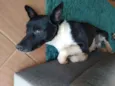 Óreo