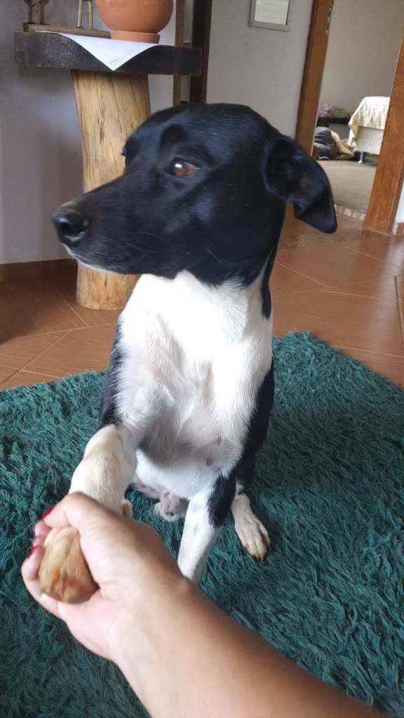 Cachorro ra a  idade 7 a 11 meses nome Óreo