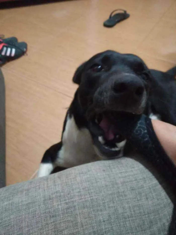 Cachorro ra a  idade 7 a 11 meses nome Óreo