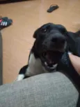 Óreo