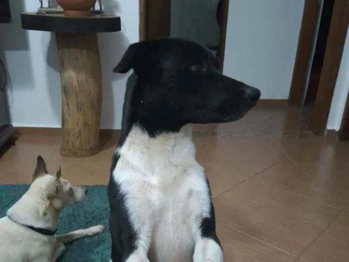 Cachorro ra a  idade 7 a 11 meses nome Óreo