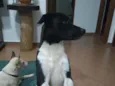 Óreo