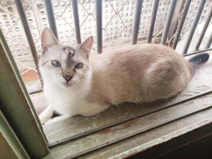 Gato raça Srd  idade 2 a 6 meses nome Bernardo