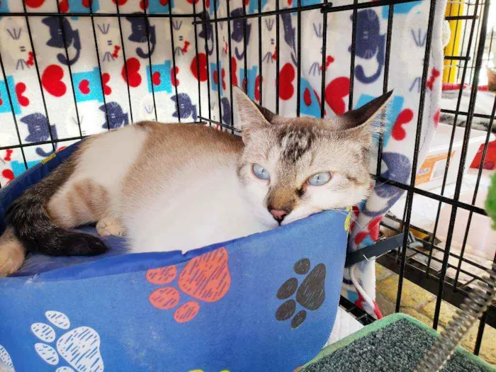 Gato raça Srd  idade 2 a 6 meses nome Bernardo