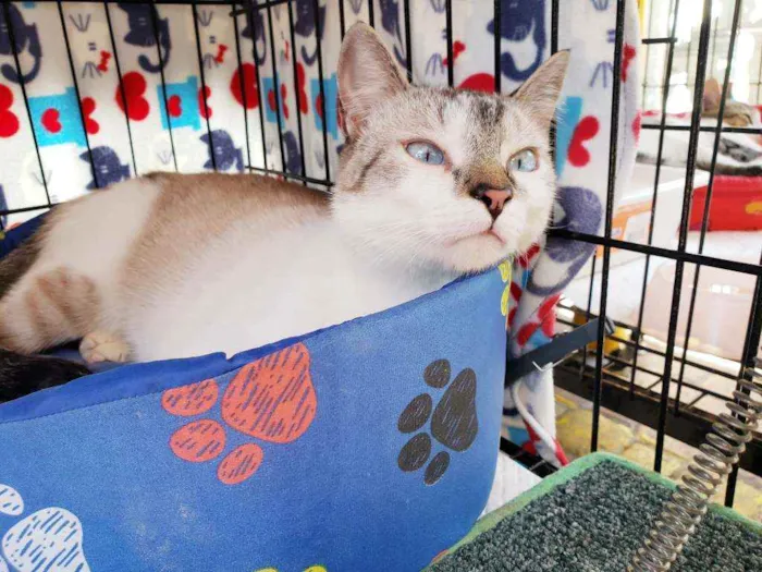 Gato raça Srd  idade 2 a 6 meses nome Bernardo