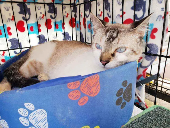 Gato raça Srd  idade 2 a 6 meses nome Bernardo