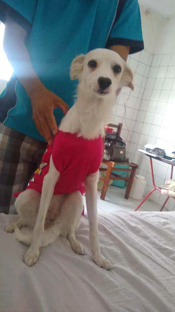 Cachorro ra a Desconhecida idade 7 a 11 meses nome Luna