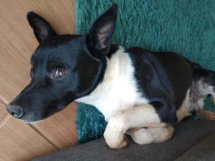 Cachorro ra a  idade 7 a 11 meses nome Óreo