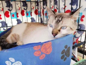 Gato raça Srd  idade 2 a 6 meses nome Bernardo