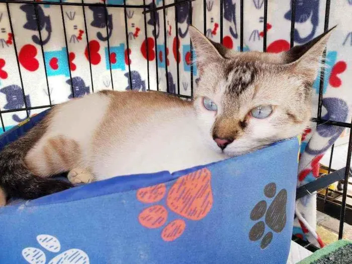 Gato raça Srd  idade 2 a 6 meses nome Bernardo