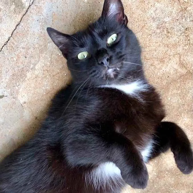 Gato raça Srd idade 3 anos nome Luna carinhosa linda