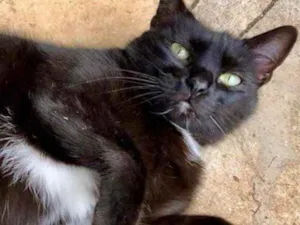 Gato raça Srd idade 3 anos nome Luna carinhosa linda