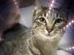 Gato raça Srd idade 1 ano nome Gucci lindo 