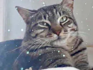 Gato raça Srd idade 1 ano nome Giorgio Armani lindo