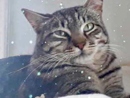 Gato raça Srd idade 1 ano nome Giorgio Armani lindo