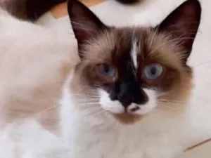 Gato raça Srd Linda  idade 7 a 11 meses nome Kitty Linda 