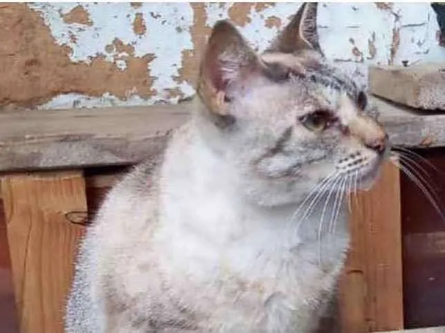 Gato raça Srd idade 1 ano nome Miss Tippy Linda 