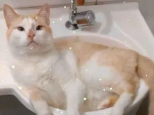 Gato raça Srd idade 2 anos nome Luck amoroso e lindo