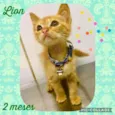 Gato raça SRD  idade Abaixo de 2 meses nome Lion 