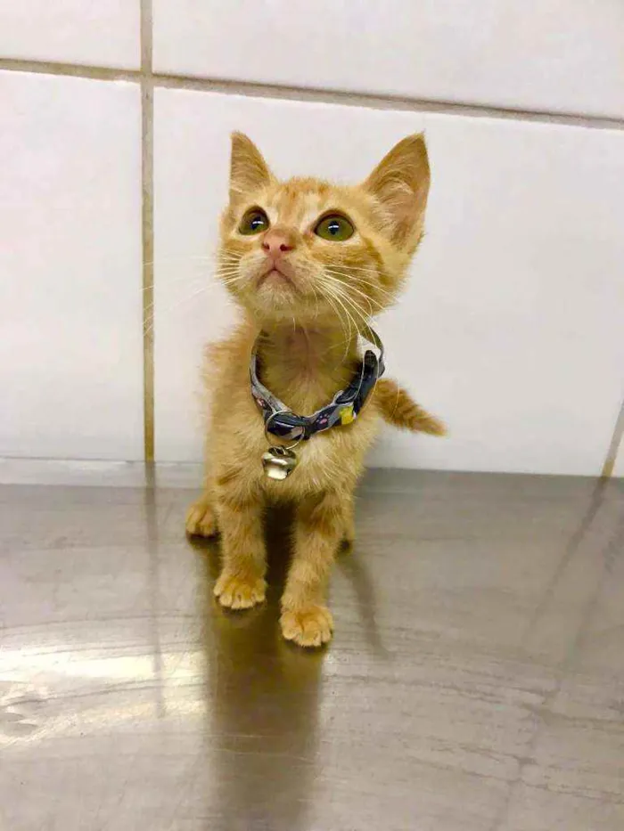 Gato raça SRD  idade Abaixo de 2 meses nome Lion 