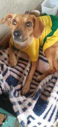 Cachorro raça SRD idade 1 ano nome MEL