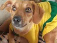 Cachorro raça SRD idade 1 ano nome MEL