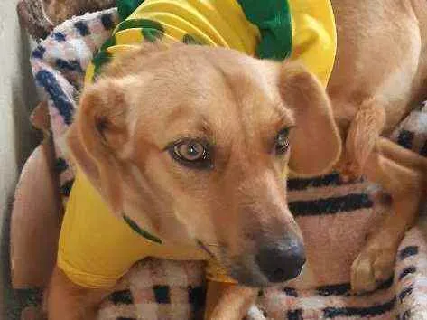Cachorro raça SRD idade 1 ano nome MEL