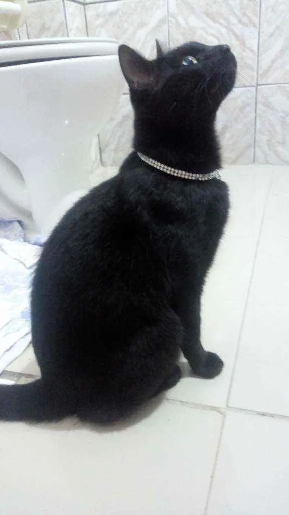 Gato raça SRD  idade 7 a 11 meses nome Chanell 