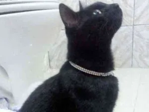 Gato raça SRD  idade 7 a 11 meses nome Chanell 