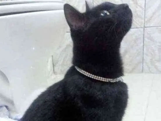 Gato raça SRD  idade 7 a 11 meses nome Chanell 