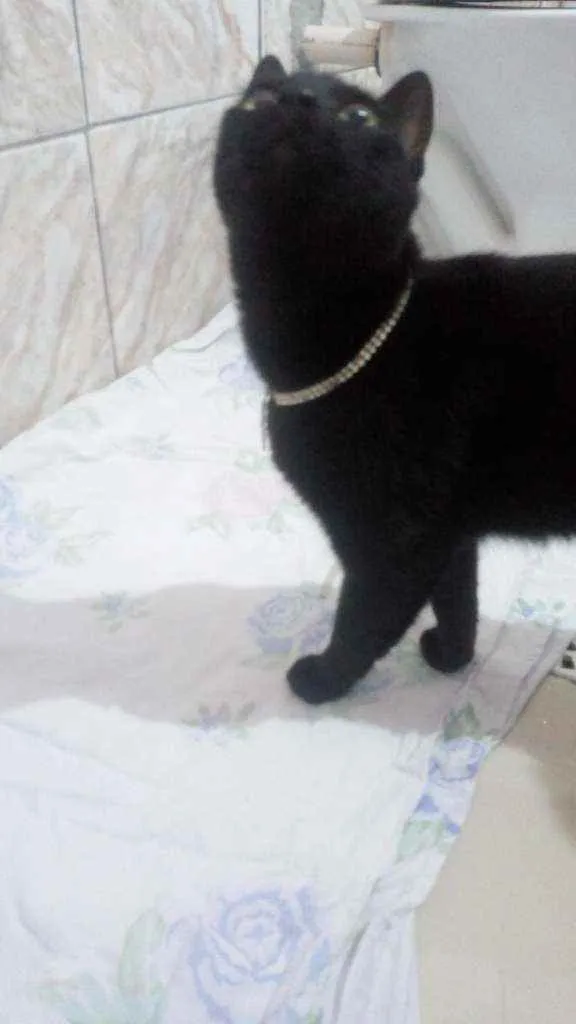 Gato raça SRD  idade 7 a 11 meses nome Chanell 