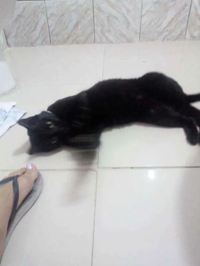 Gato raça SRD  idade 7 a 11 meses nome Chanell 