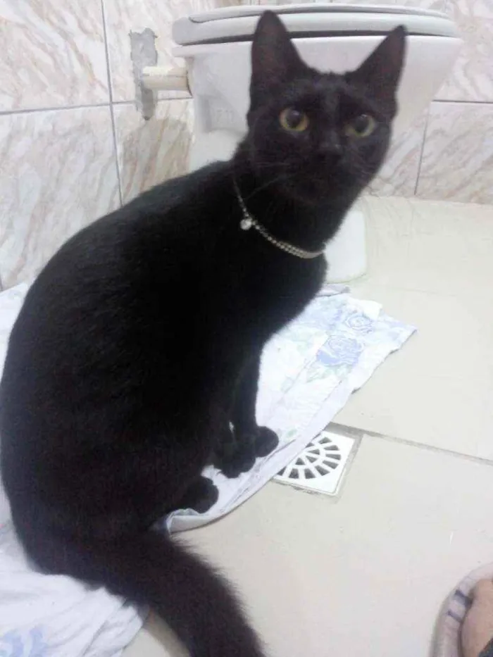 Gato raça SRD  idade 7 a 11 meses nome Chanell 
