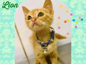 Gato raça SRD  idade Abaixo de 2 meses nome Lion 