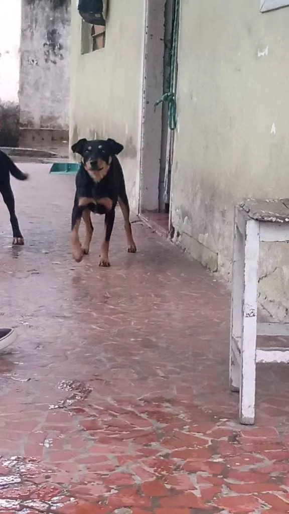 Cachorro ra a Vira lata  idade 1 ano nome Kiara 