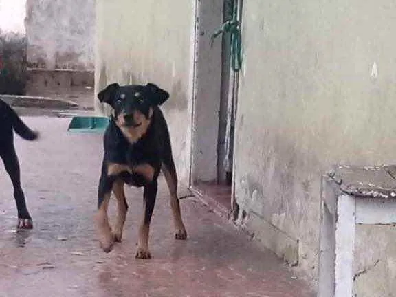 Cachorro ra a Vira lata  idade 1 ano nome Kiara 