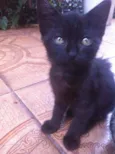Pretsitso