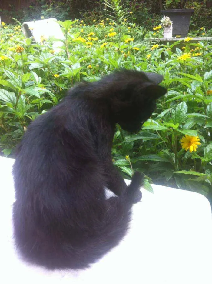 Gato ra a SRD idade 2 a 6 meses nome Pretsitso