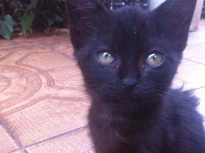 Gato ra a SRD idade 2 a 6 meses nome Pretsitso