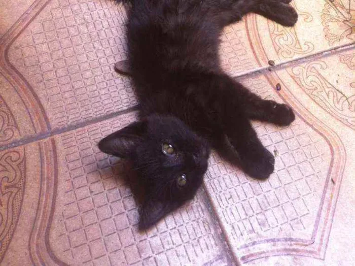 Gato ra a SRD idade 2 a 6 meses nome Pretsitso