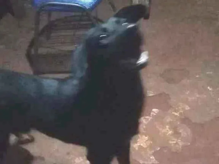 Cachorro ra a Mestiço de labrador idade 1 ano nome Toro