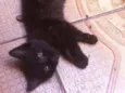 Pretsitso