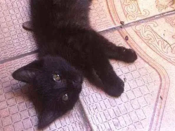 Gato ra a SRD idade 2 a 6 meses nome Pretsitso
