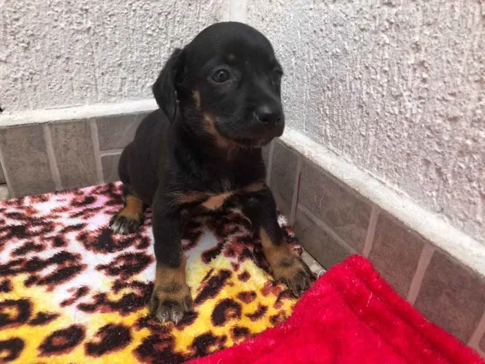 Cachorro raça SRD  idade Abaixo de 2 meses nome Sem nome